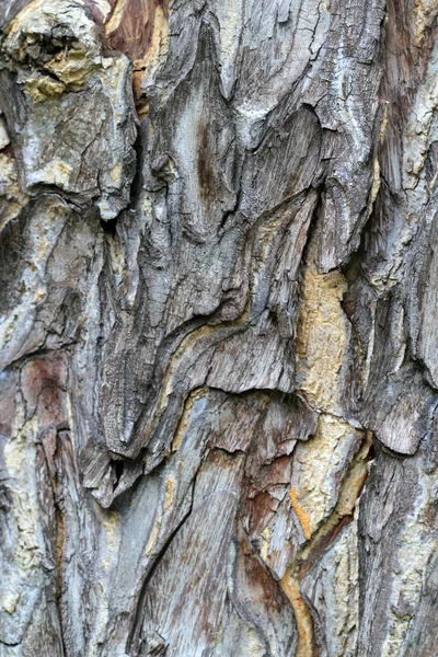 Macrophoto kůže stromu — Stock fotografie