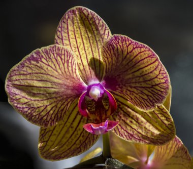 Orkide çiçek