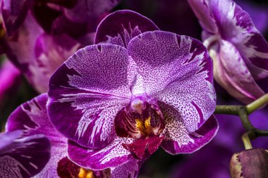 Orkide çiçek