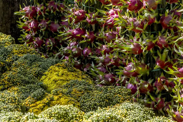 菊とドラゴン フルーツ — ストック写真