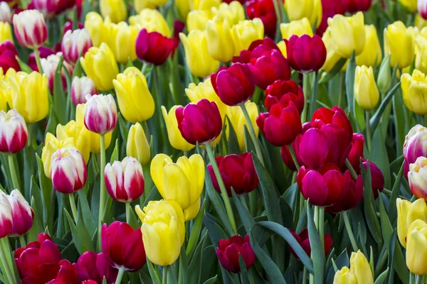 Terra di tulipani — Foto Stock