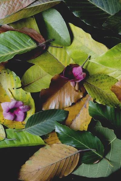 Leaves in Vietnam — Stock Photo, Image