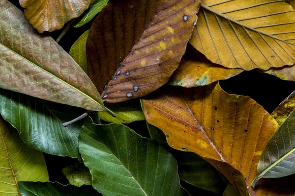 Folhas na decoração Imagem De Stock