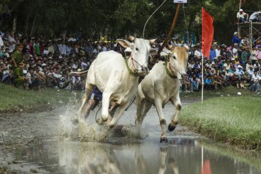 İnekler yarış yakınlarında üç ton - giang il - vietnam