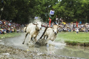 İnekler yarış tri yakınındaki bir giang il ton - vietnam