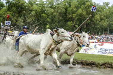 İnekler yarış tri yakınındaki bir giang il ton - vietnam