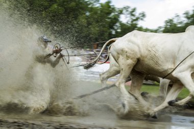 İnekler yarış tri yakınındaki bir giang il ton - vietnam