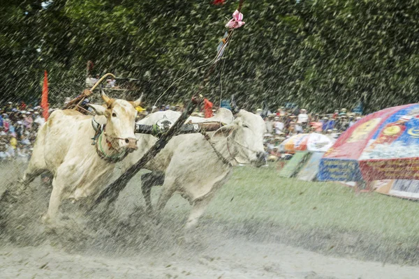 Cows Race in An Giang Province near Tri Ton - Vietnam — Stock Photo, Image