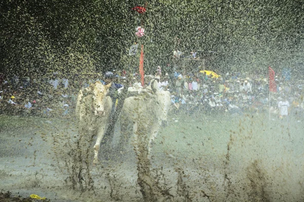 Cows Race in An Giang Province near Tri Ton - Vietnam — Stock Photo, Image