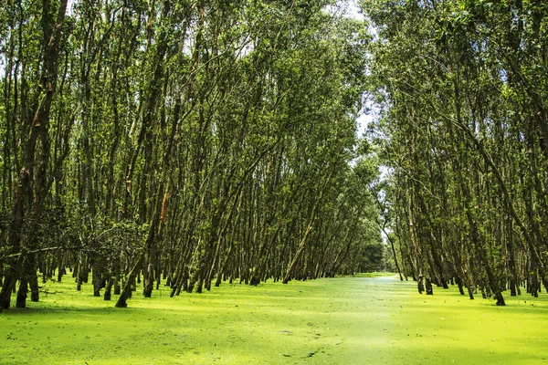 Tra Su i An Giang-provinsen - Vietnam stockfoto