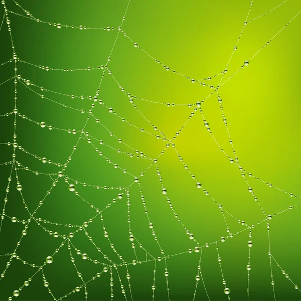 Toile d'araignée avec gouttes d'eau — Image vectorielle