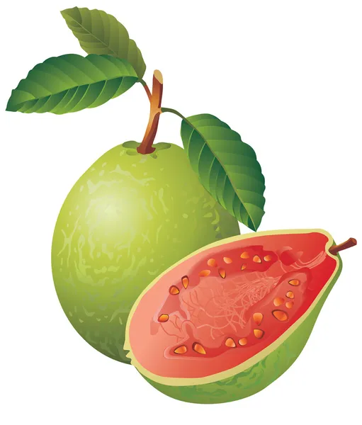 Guava - Stok Vektor