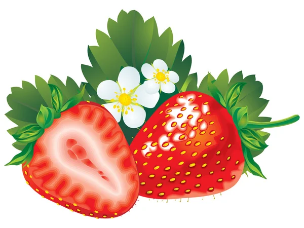 Fraise — Image vectorielle