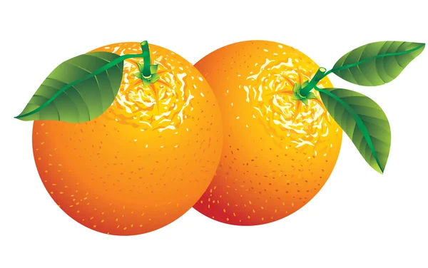 Sinaasappelen — Stockvector