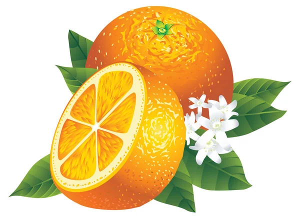 Pomarańcze — Wektor stockowy