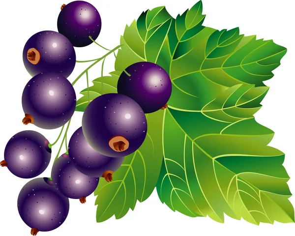 Black-currant — Stockový vektor