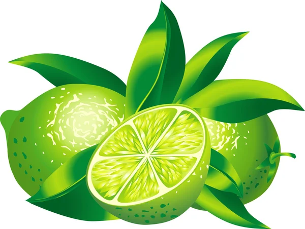 Citrons verts — Image vectorielle