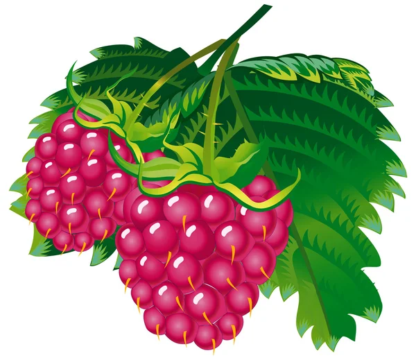 Himbeeren — Stockvektor