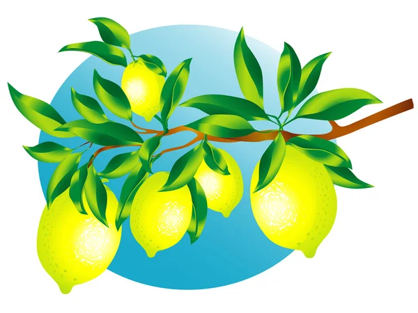 Sprig di limoni — Vettoriale Stock