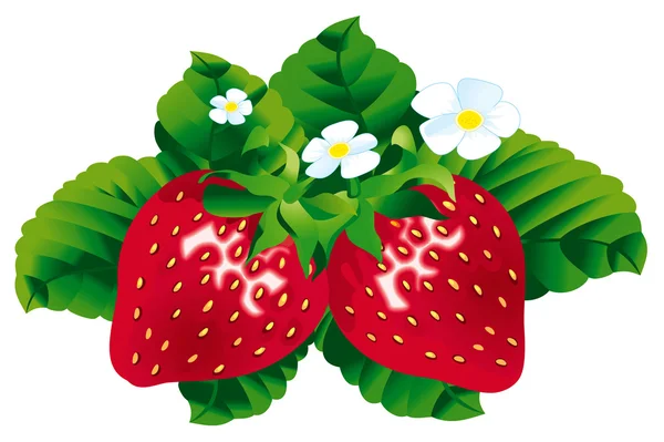 Fraises — Image vectorielle