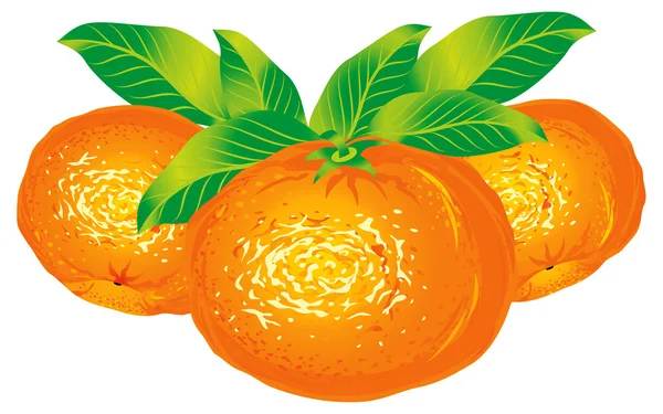 Mandarines — Image vectorielle