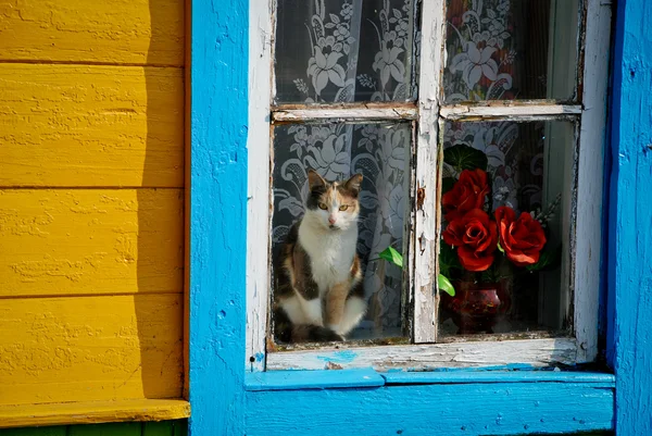 Ein altes Fenster steht in ländlicher Gegend, eine Katze sitzt hinter einem Fenster — Stockfoto