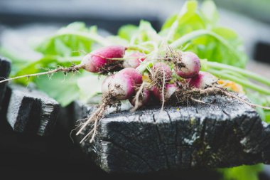 Tahta bir masada taze organik turp.