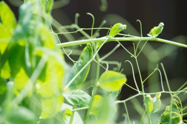 bir bitkinin arka planında yeşil yapraklar