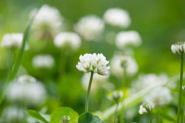 Tarlada yonca çiçekleri