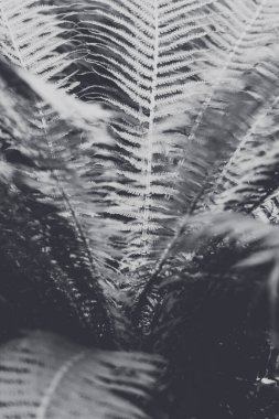 Yaprakların ve palmiye ağaçlarının soyut arkaplanı