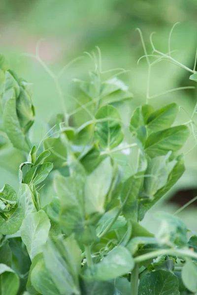 Groene Bladeren Van Een Plant Tuin — Stockfoto