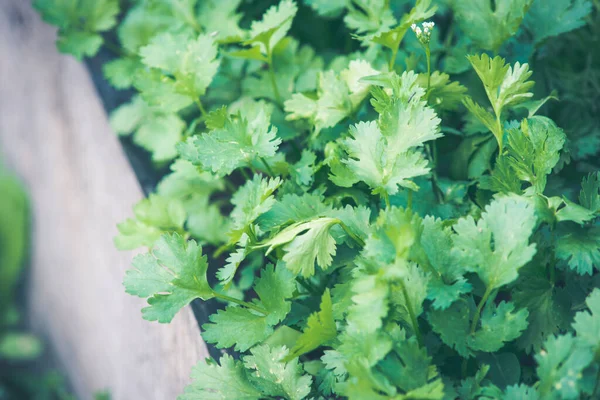 Fresh Green Parsley Leaves Garden — Stock Photo, Image
