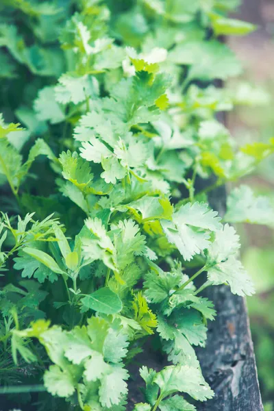 Green Leaves Bush Parsley — Stock Photo, Image