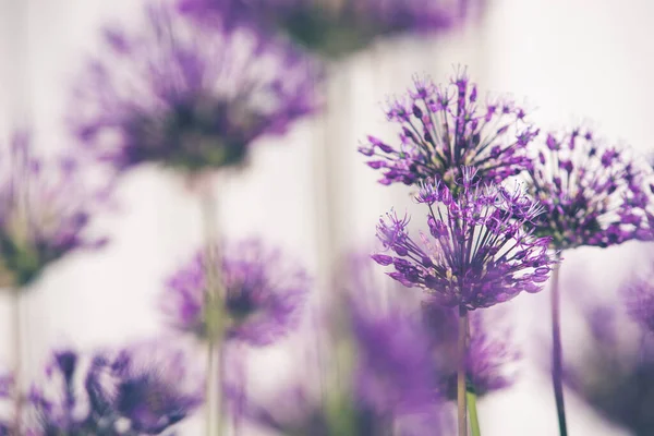 Beautiful Purple Flowers Garden — Stock Photo, Image