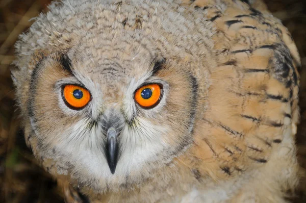 bir baykuş gözleri