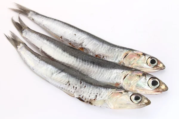 Anchovies on white — Stock Photo, Image