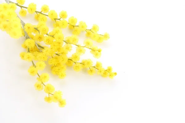 Rama de mimosa — Foto de Stock