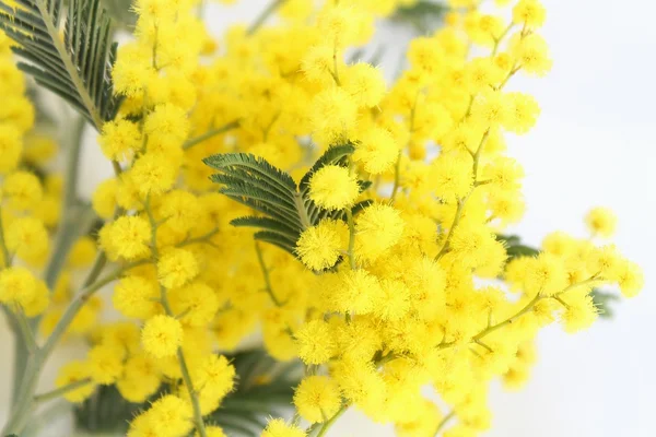 Branch of mimosa — Stock Photo, Image