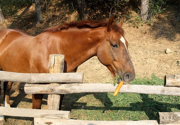 Cavallo bruno che mangia una carota Fotografia Stock