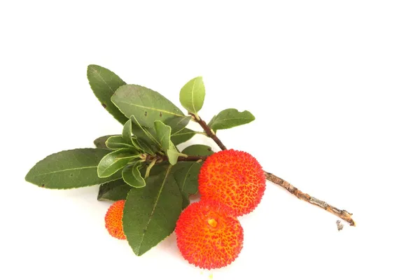 Arbutus Stockbild