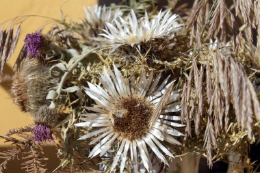 kurutulmuş dağ çiçekleri bileşimi