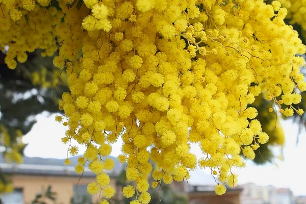 Mimosa. — Foto de Stock