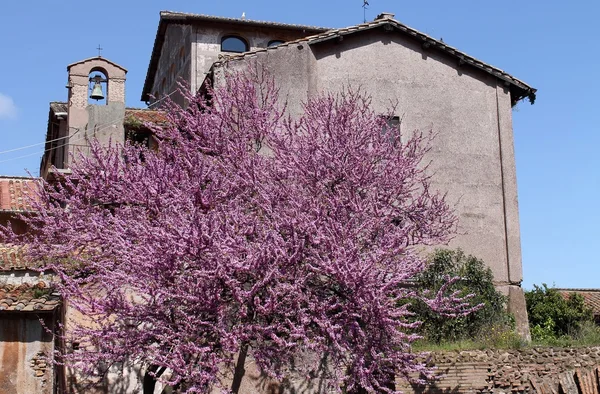 Blooming tree and small bell tower — Stock Photo, Image