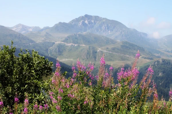 夏天山风景用粉色的花 — 图库照片