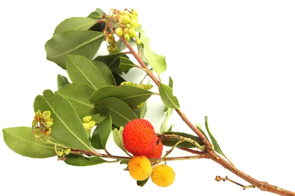 Rama de fresa con frutos y hojas maduras e inmaduras — Foto de Stock