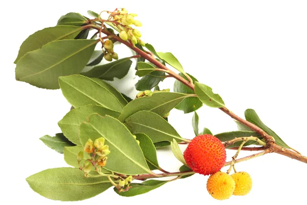 Rama de fresa con frutos y hojas maduras e inmaduras — Foto de Stock