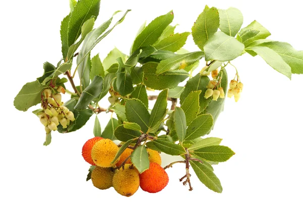 Rama de fresa con frutos y hojas maduras e inmaduras — Foto de Stock