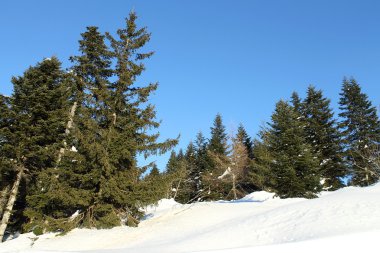 Karda köknar ağaçları