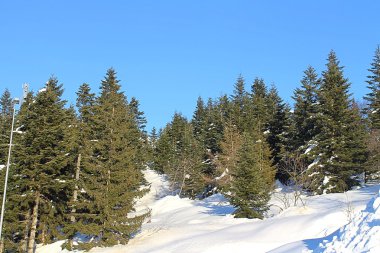 Karda köknar ağaçları