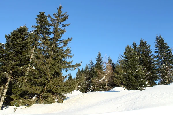 Karda köknar ağaçları